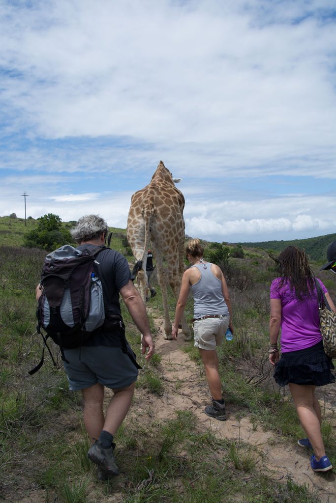 Africa – it´s all about animals