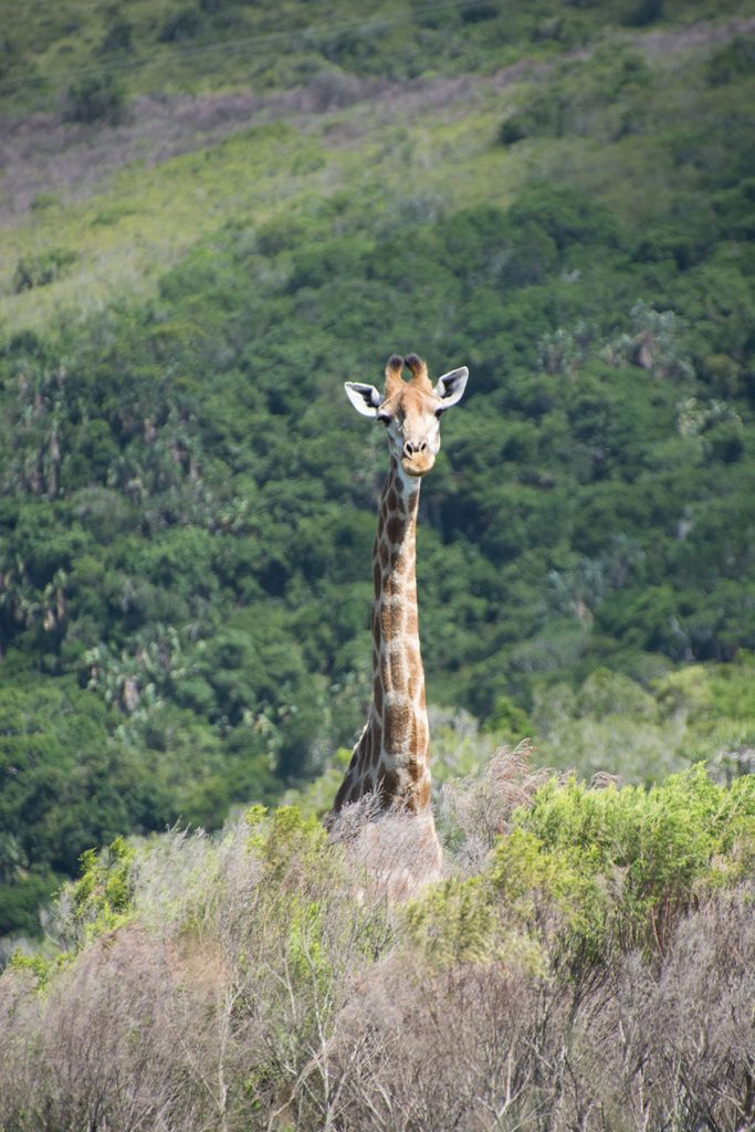 Africa – it´s all about animals