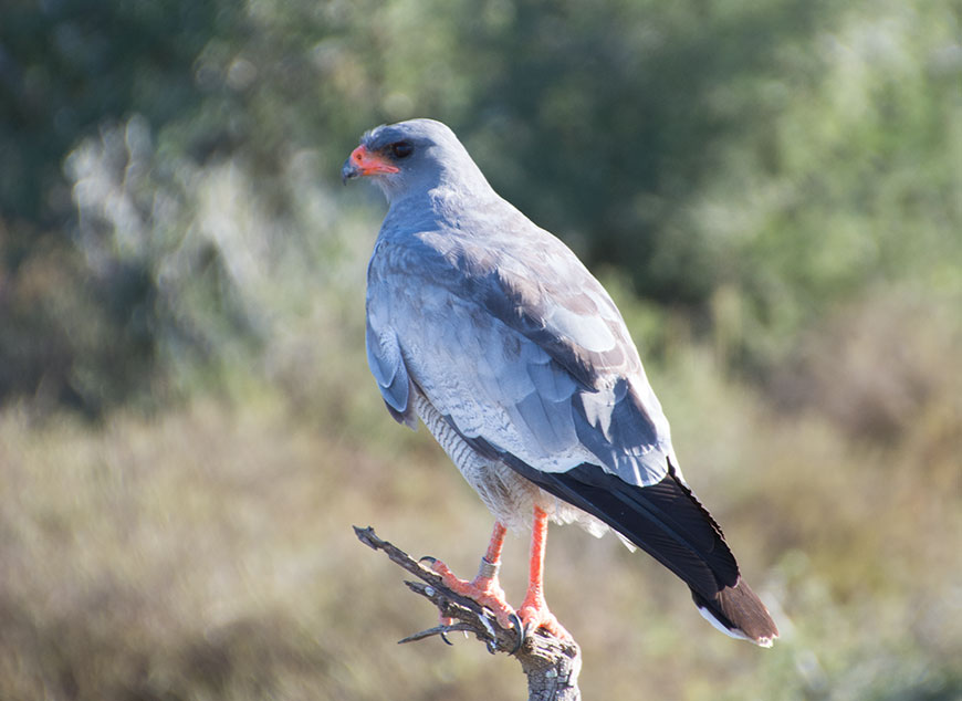 Africa – it´s all about animals