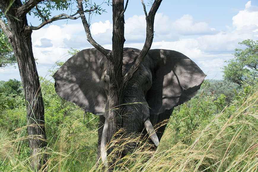 Africa in a nutshell