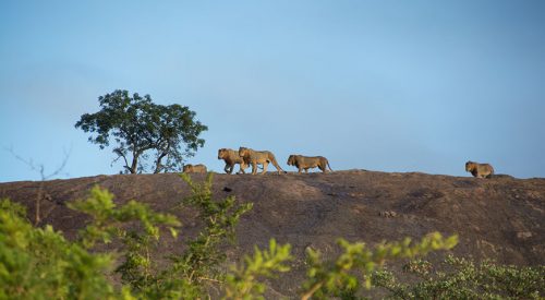 Africa in a nutshell