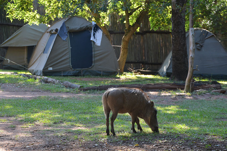 Africa in a nutshell