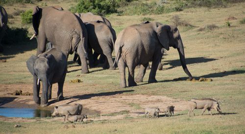 Africa – it´s all about animals