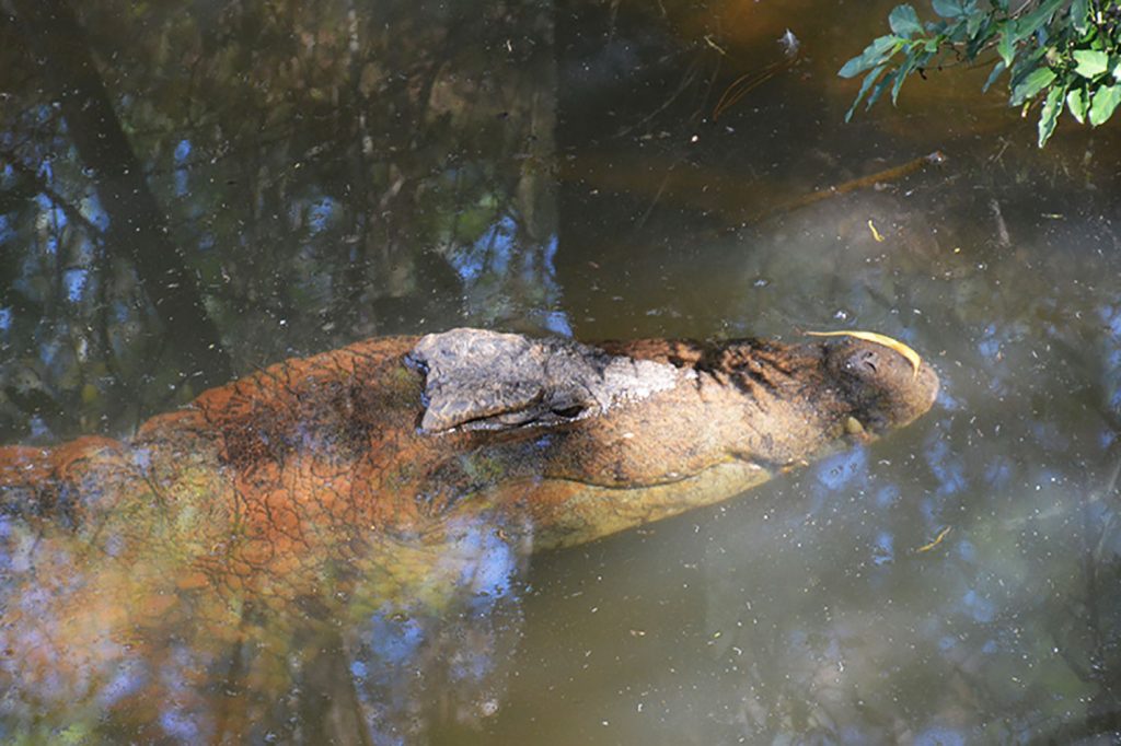 Wo Hippo und Kroko sich Gute Nacht sagen