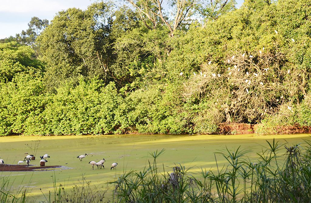 Wo Hippo und Kroko sich Gute Nacht sagen