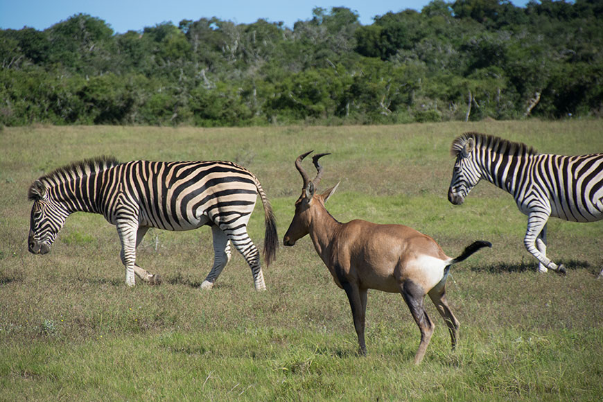 Africa – it´s all about animals