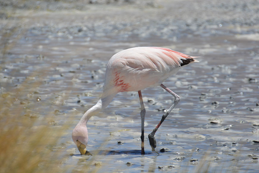 Into the salty desert