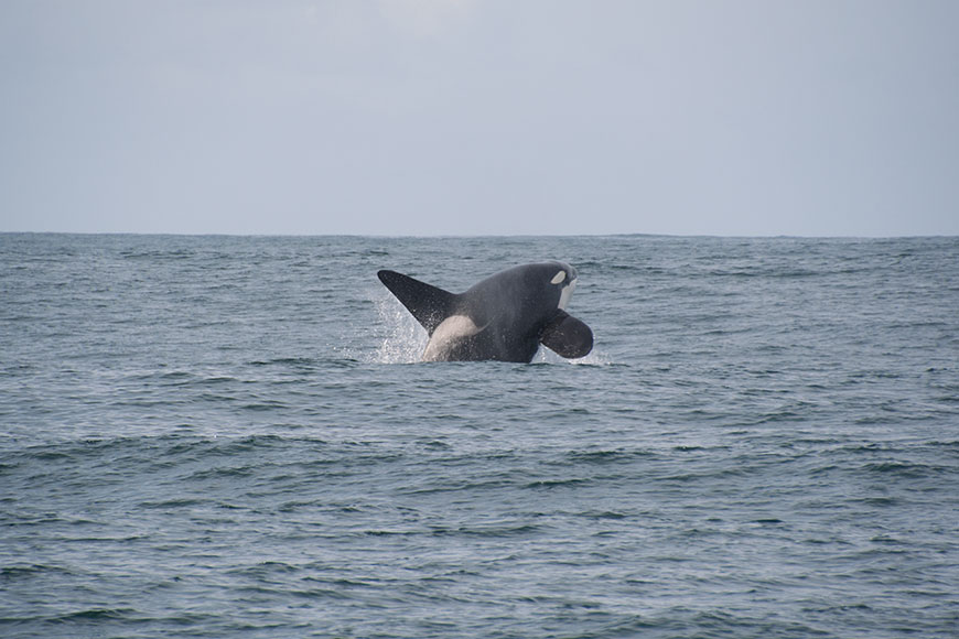 California – along the pacific ocean