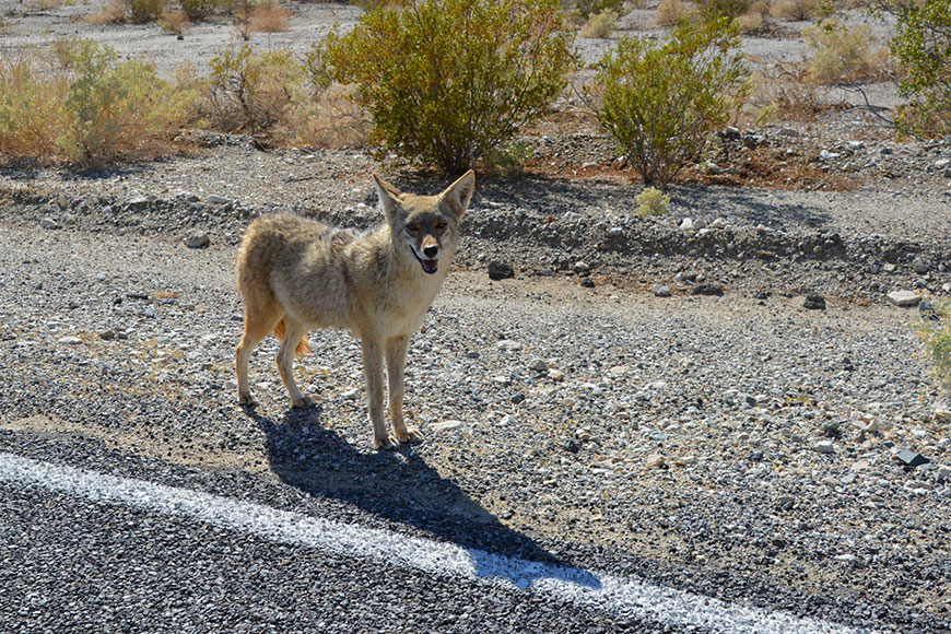 Von Bären und Coyoten