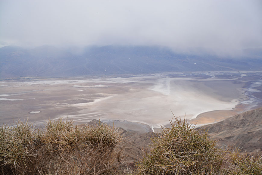 Von Bären und Coyoten