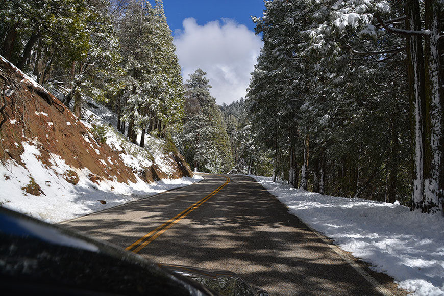 Von Bären und Coyoten