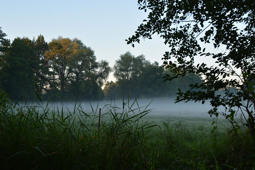 Im grünen Gewölbe des Spreewalds
