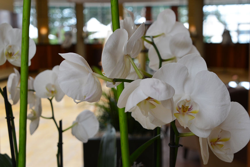 Two Chicks on the Road