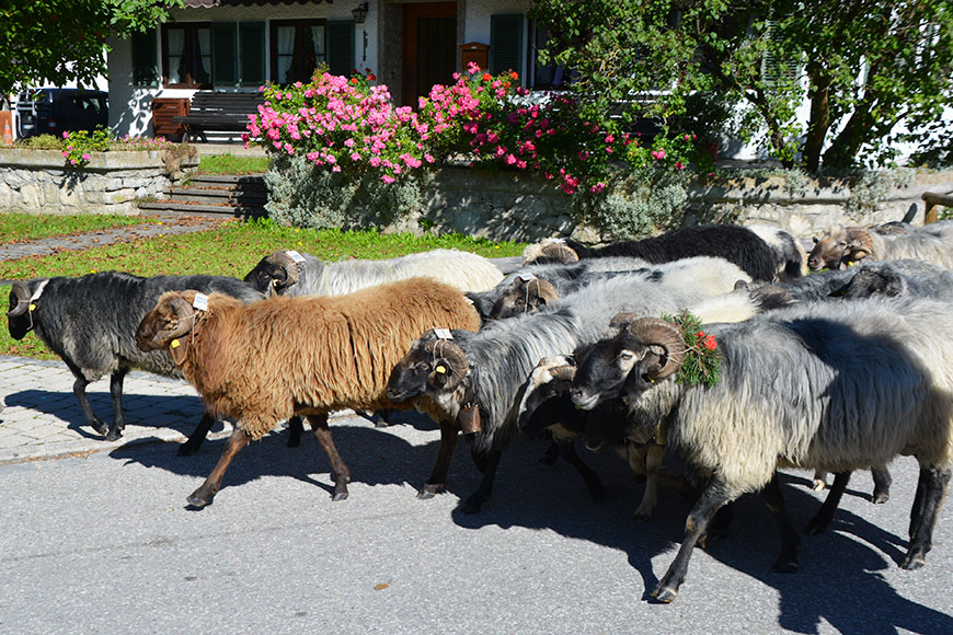 Im Frühtau zu Berge… Im Chiemgau