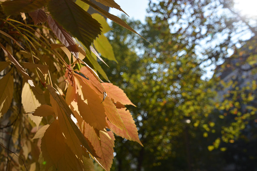 Berlin, Food and Fun