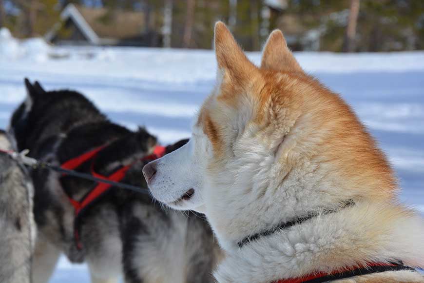 Norwegen, hörst du die Stille?