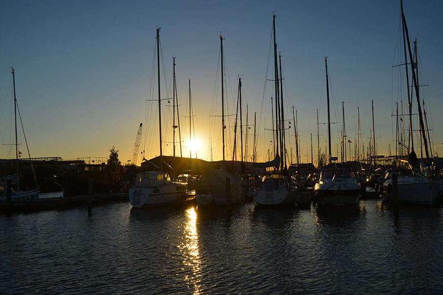 Rasmus, altes Rübenschwein