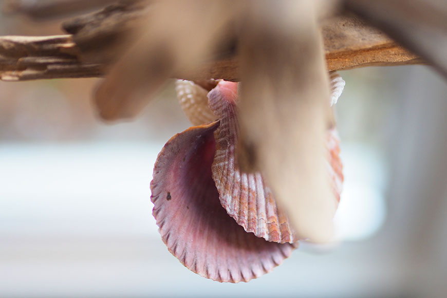 Um mich der Nebel – auf Rügen