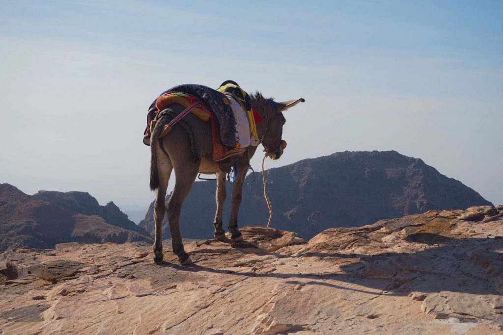 Roadtrip durch Jordanien – Teil 2