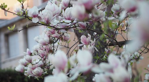 Top 5 Citytrips im Frühling