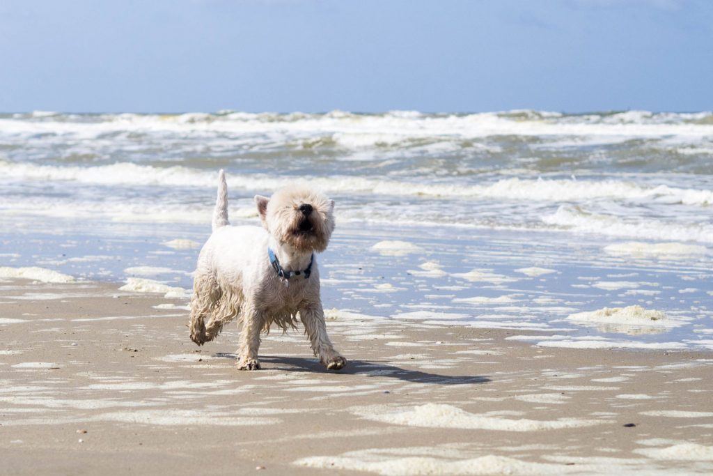 Brügge – lieblich und lecker