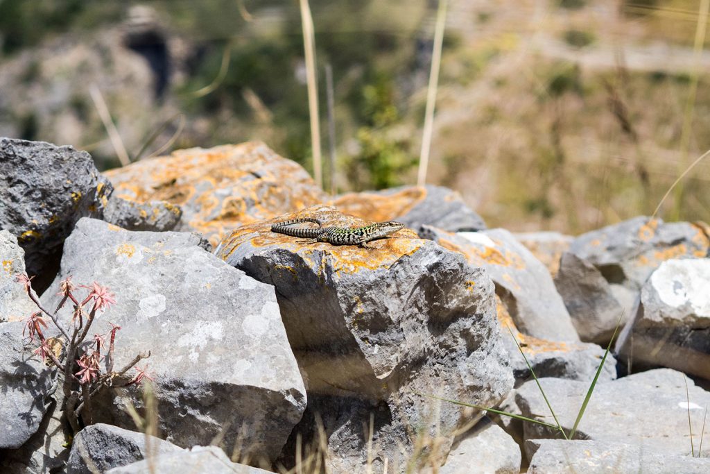 Baia di Leranto – Trail mit Belohnung