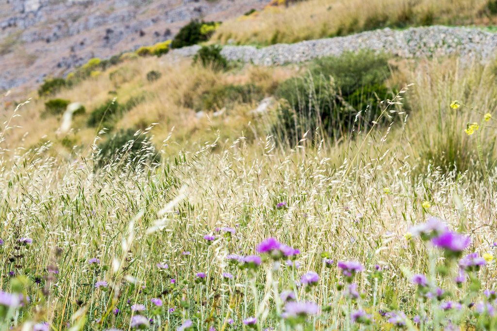 Baia di Leranto – Trail mit Belohnung