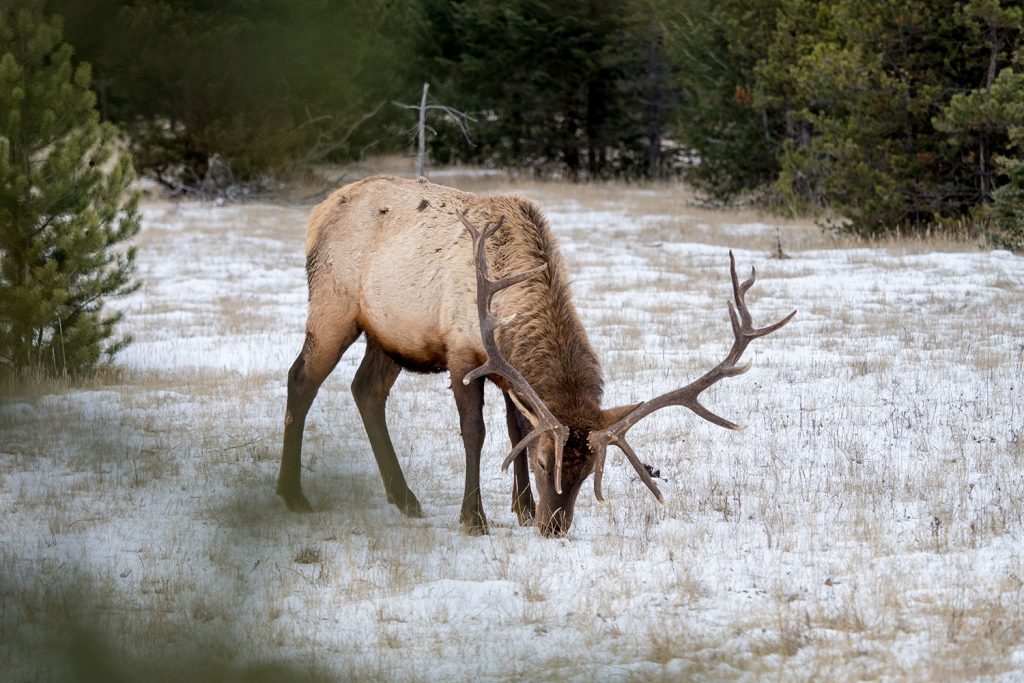 Von der Sehnsucht nach Freiheit