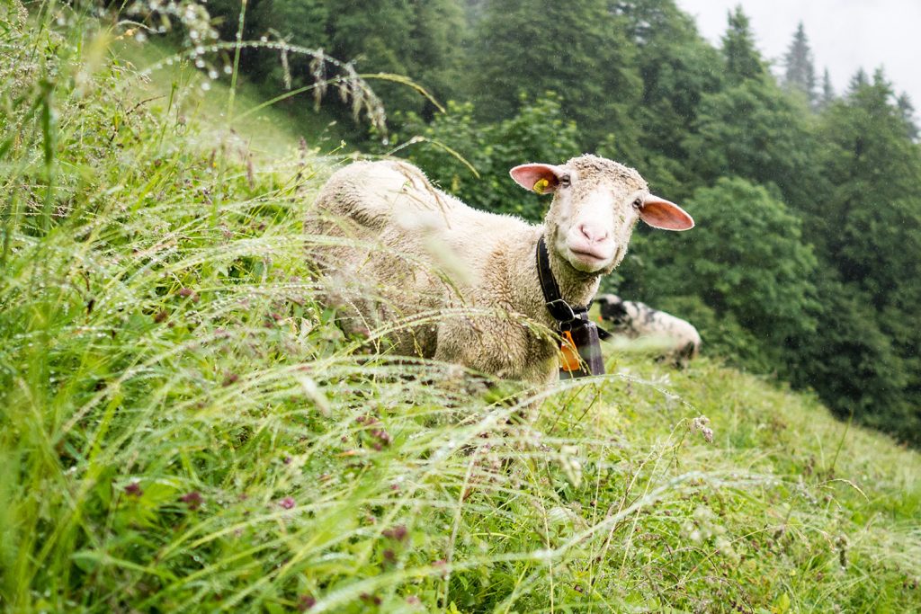 Bähnli-Safari mit dem Sohn
