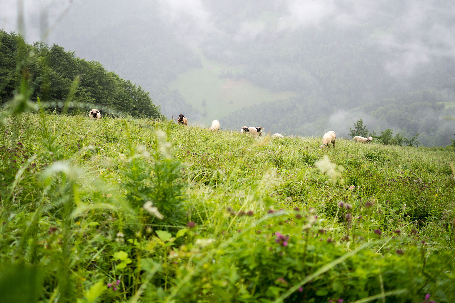 Bähnli-Safari mit dem Sohn