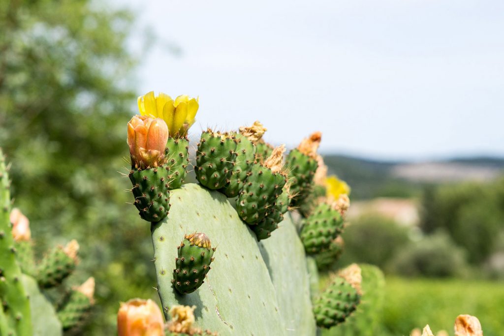 Der Mistral, das Meer – und wir!