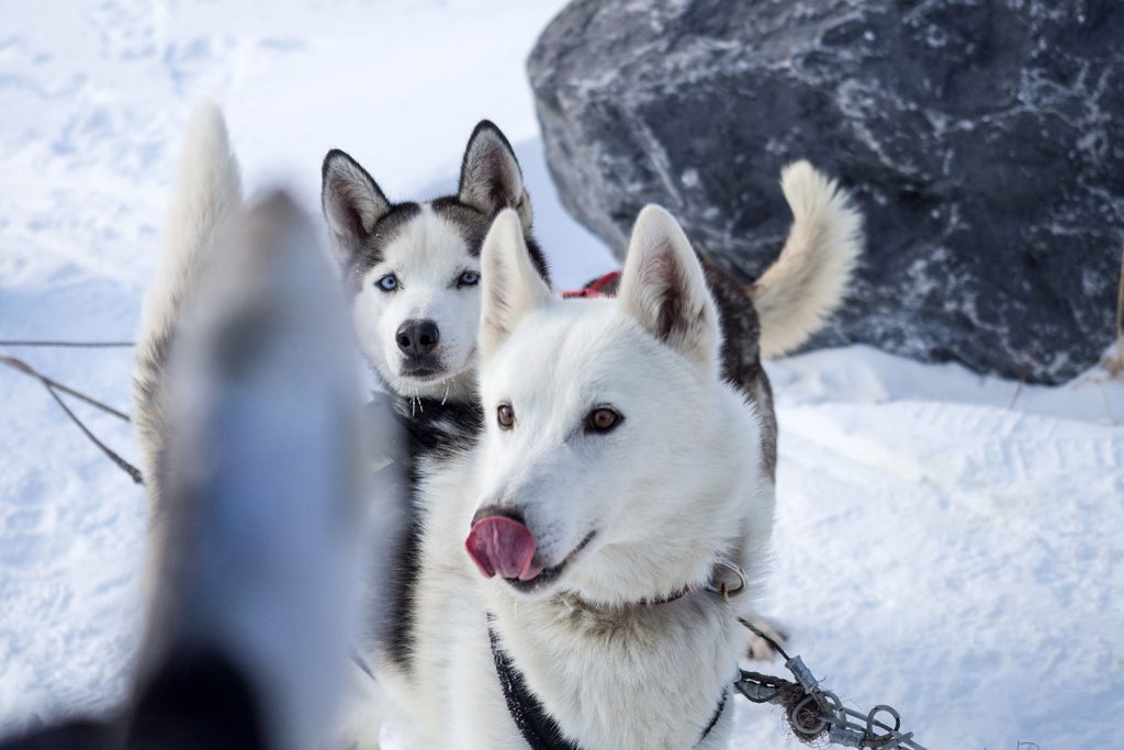 5 Winter-Must Do´s in den Rocky Mountains