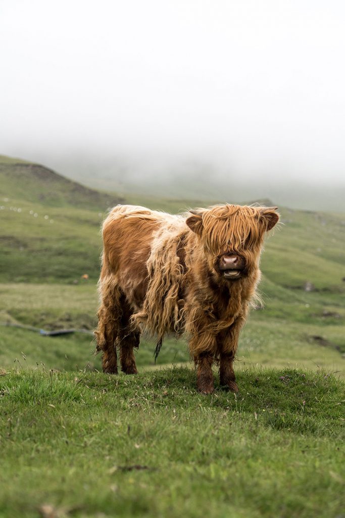Die Färöer – jeder Tag ein neues Wunder