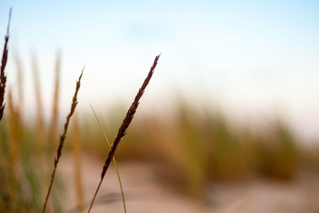 Lacanau Océan – Wiedersehen am Meer