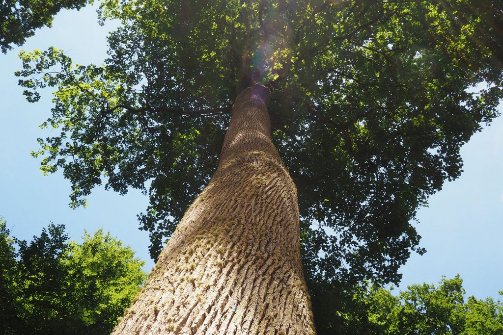 Loire oder Loir – das ist hier die Frage!