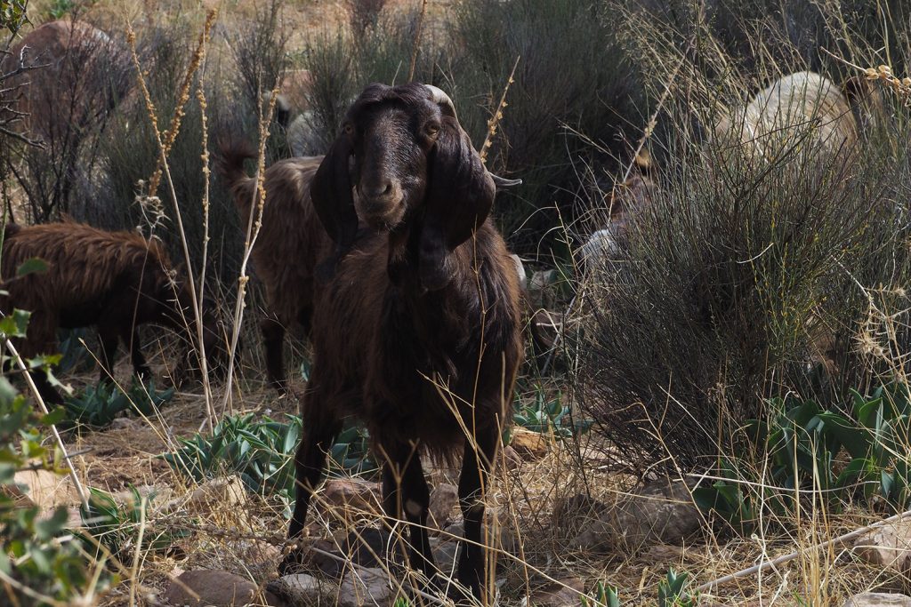 Roadtrip durch Jordanien – Teil 1