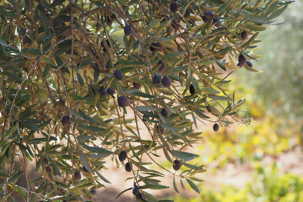 Roadtrip durch Jordanien – Teil 1