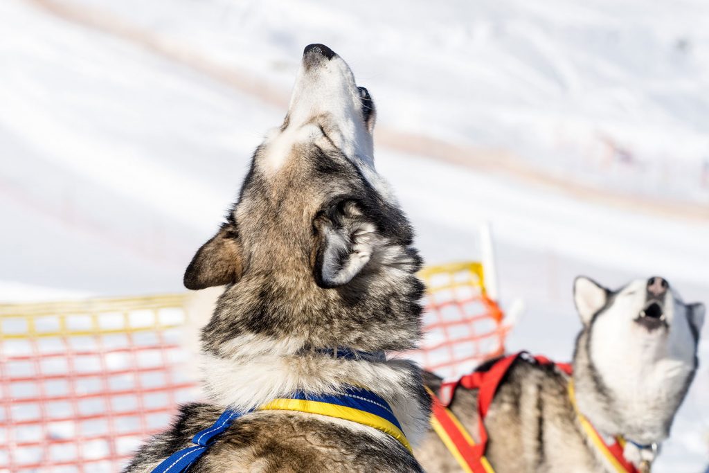 Offroad, fast & furious durch Tirol