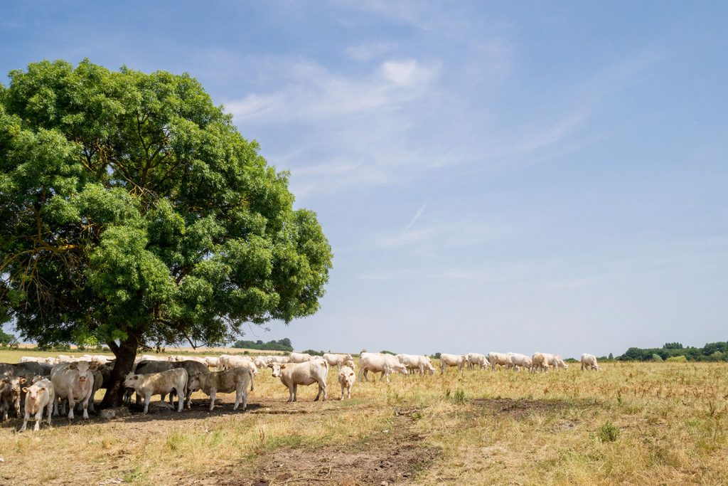 Loire oder Loir – das ist hier die Frage!