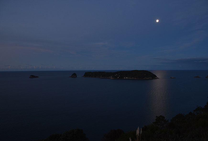 Schäfchen zählen in Neuseeland