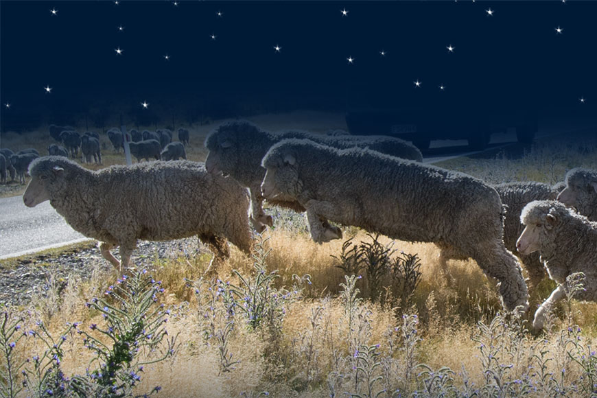 Schäfchen zählen in Neuseeland