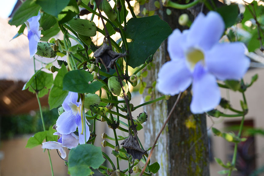 Go to Bali? Go to Ubud!