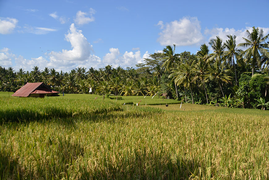 Go to Bali? Go to Ubud!