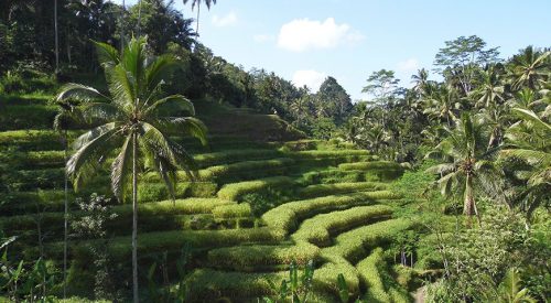 Go to Bali? Go to Ubud!