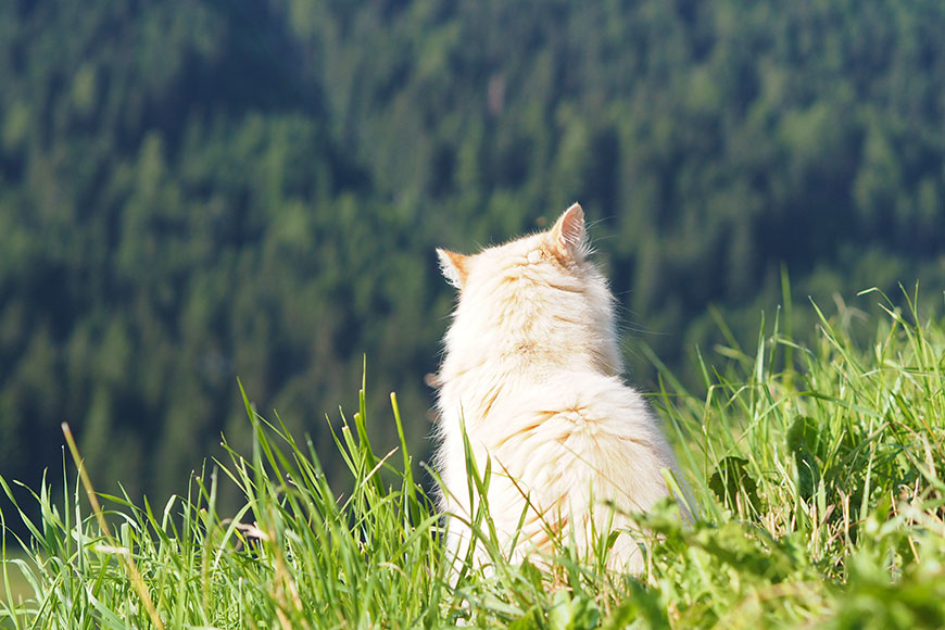 The Dolomites – die anderen Alpen