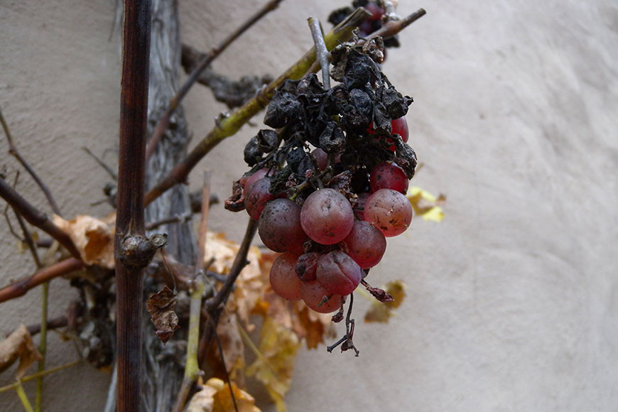 Advent im Kaiserstuhl – mit allen Sinnen