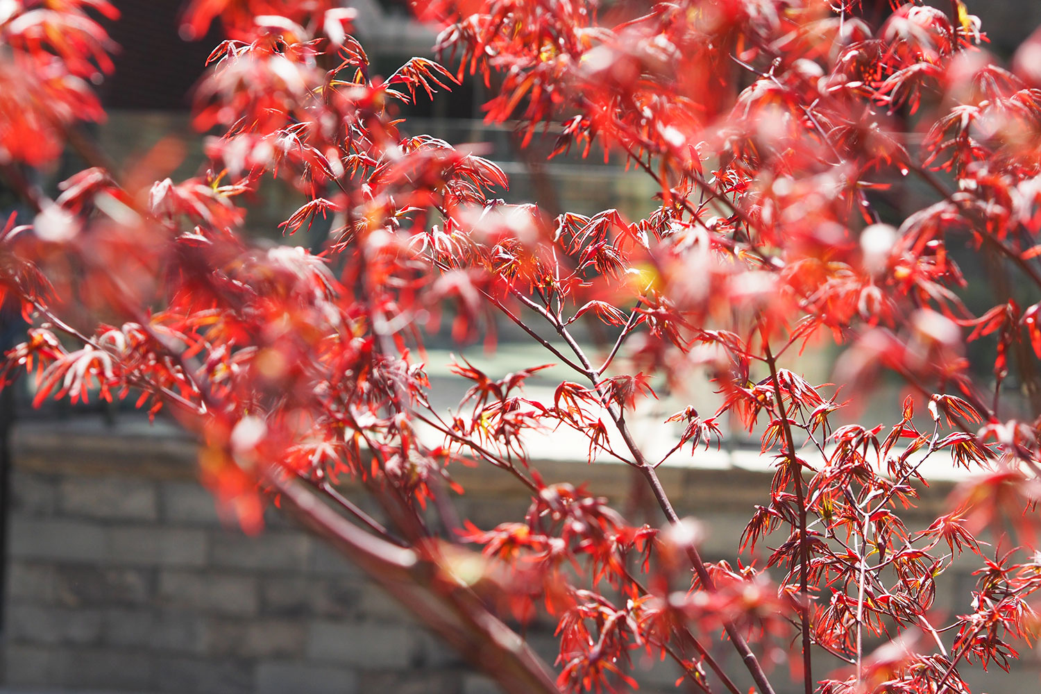 Toronto und ich – Solo Traveler