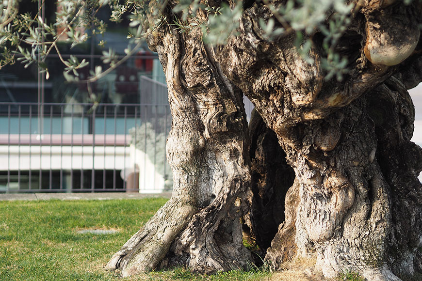 Liebliches Verona – ganz bequem