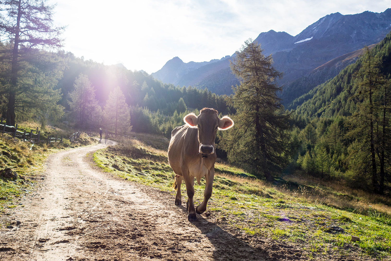 Meraner Höhenweg – reloaded