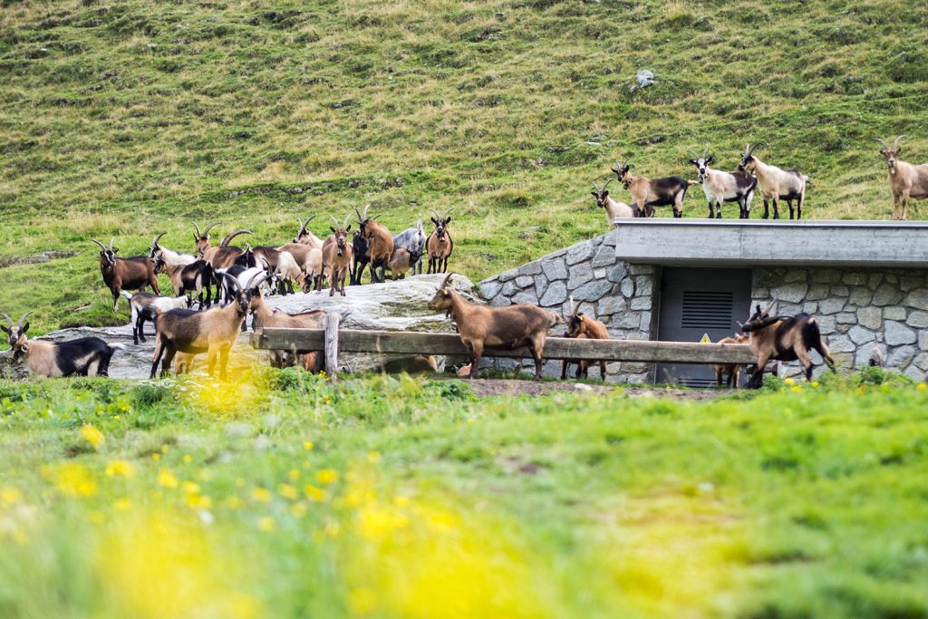 Abenteuer Almleben – vom Reichtum der Entbehrung